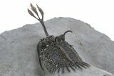 Trident Walliserops Trilobite - Exceptional Preparation #310137-5